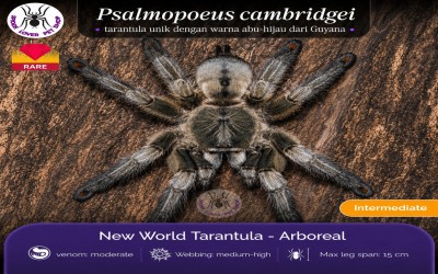 Psalmopoeus Cambridgei  Sling Tarantula
